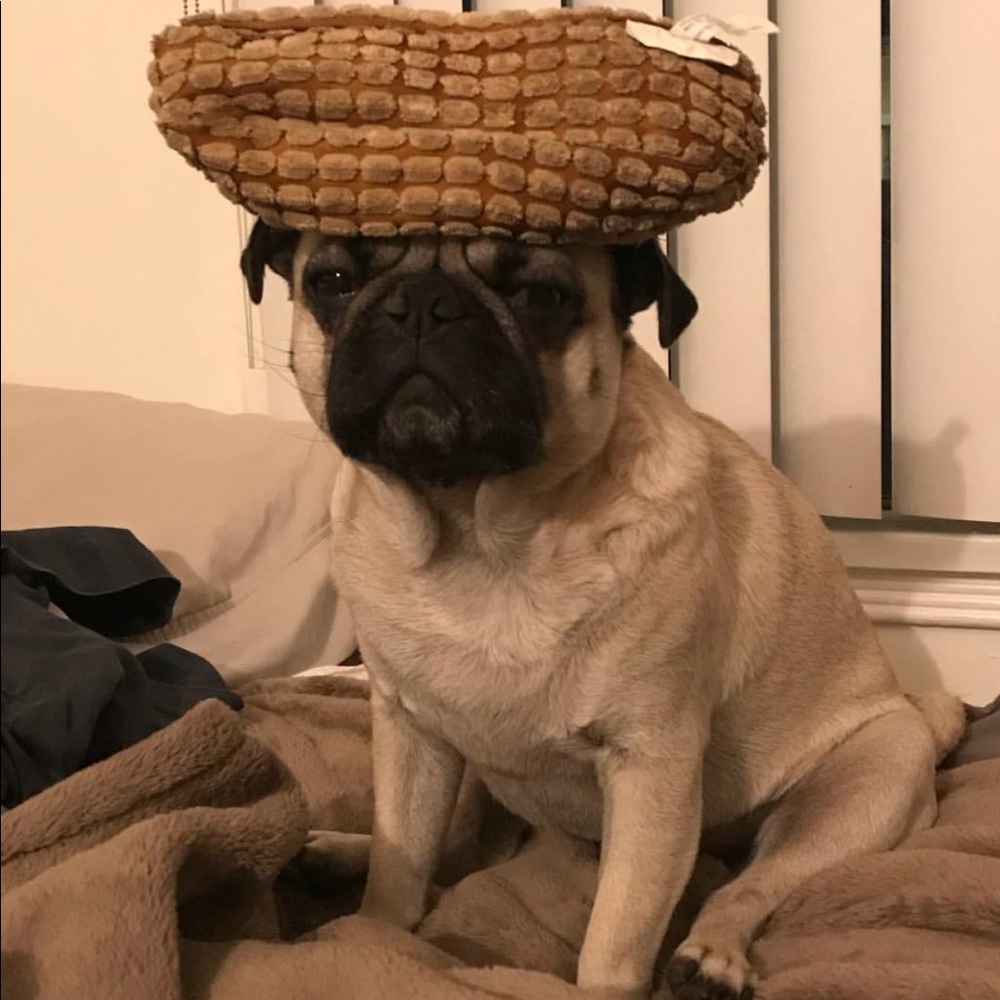 Meet your Posher, Wes